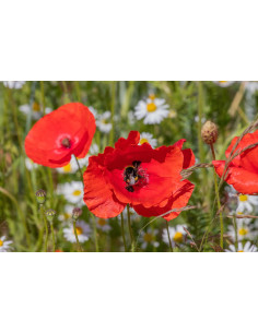 Papaver rhoeas heimische Wildstaude ( Produktfoto)