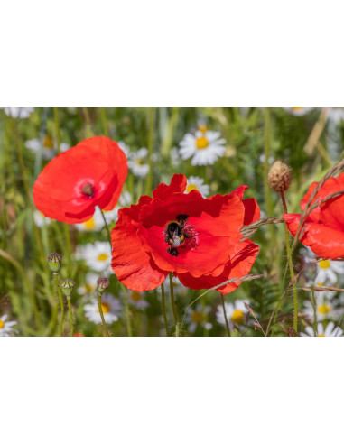 Papaver rhoeas heimische Wildstaude ( Produktfoto)