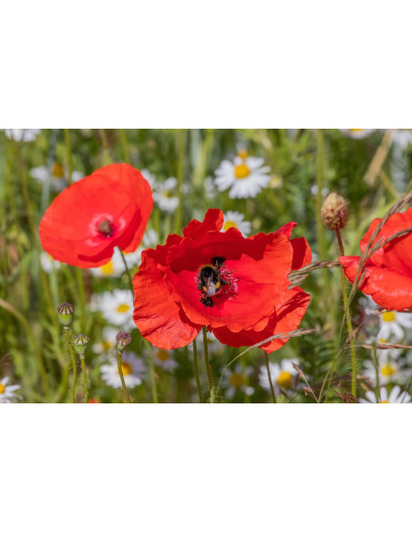 Papaver rhoeas heimische Wildstaude ( Produktfoto)