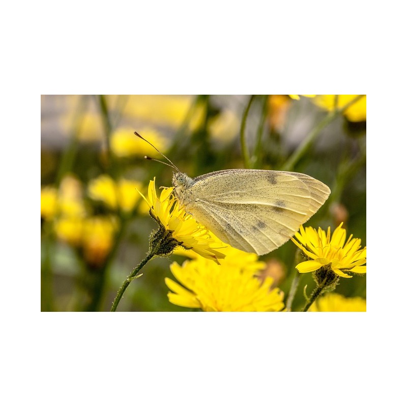  Hieracium pilosella - heimische Wildstaude (Produktfoto)