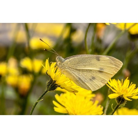  Hieracium pilosella - heimische Wildstaude (Produktfoto)