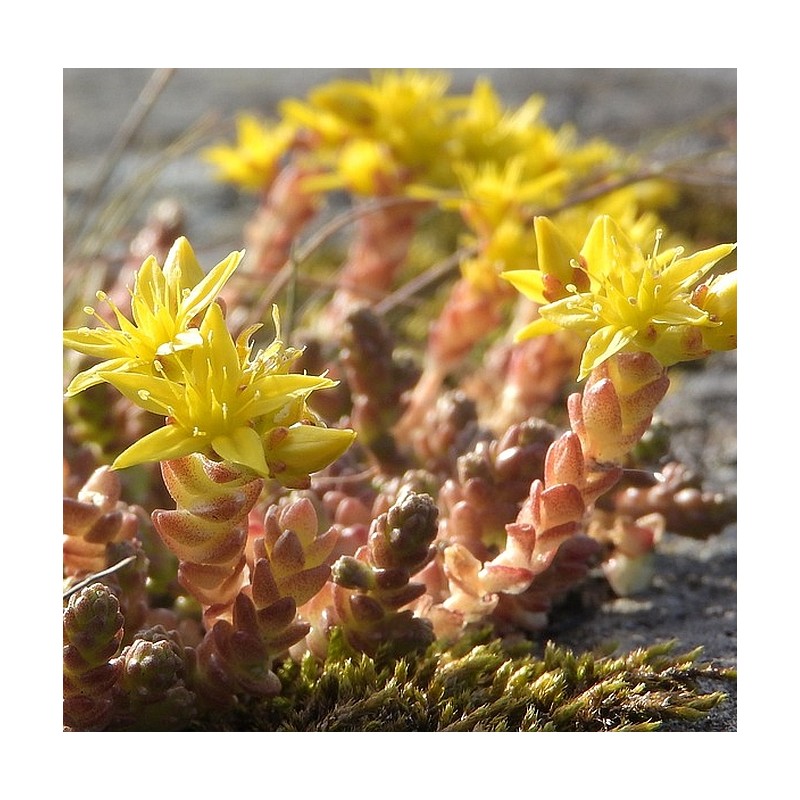 Felsen-Fetthenne Tripmadam (Sedum reflexum) – Pflanze (Produktfoto)