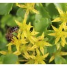 Scharfer Mauerpfeffer Sedum acre – Heimische Wildpflanze | Gärtnerei Hüskes