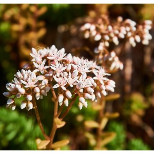 Weißer Mauerpfeffer Weiße Fetthenne Sedum album – Heimische Wildpflanze | Gärtnerei Hüskes