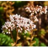 Weißer Mauerpfeffer Weiße Fetthenne Sedum album – Heimische Wildpflanze | Gärtnerei Hüskes