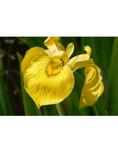 Sumpf-Schwertlilie, Iris pseudacorus: Pflanzenporträt & Nutzen – Heimische Wildpflanze | Gärtnerei Hüskes