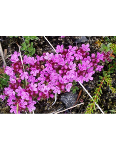 Frühlingsthymian, Thymus praecox  Produktbild