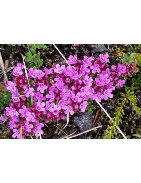 Frühlingsthymian, Thymus praecox  Produktbild