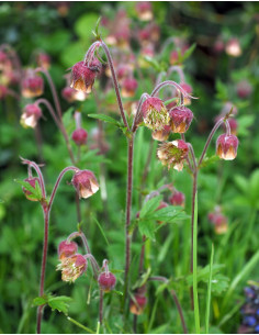 Bach-Nelkenwurz, Geum rivale Produktfoto