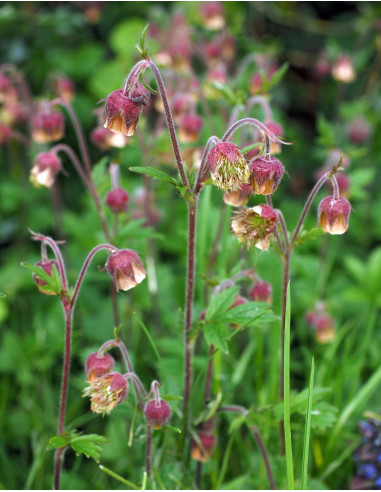 Bach-Nelkenwurz, Geum rivale Produktfoto