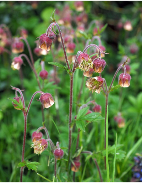 Bach-Nelkenwurz, Geum rivale Produktfoto