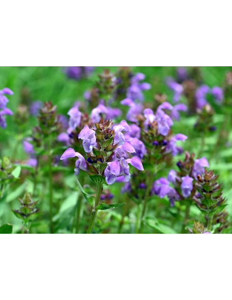 Großblütige Braunelle, Prunella grandiflora – Heimische Wildpflanze | Gärtnerei Hüskes