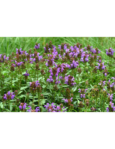 Großblütige Braunelle, Prunella grandiflora Produktfoto