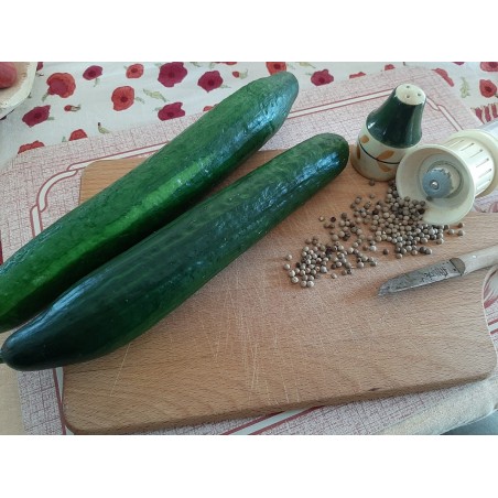 Veredelte Schlangengurke Lucky Cucumber – Kräuter-/Gemüsepflanze (Produktfoto)