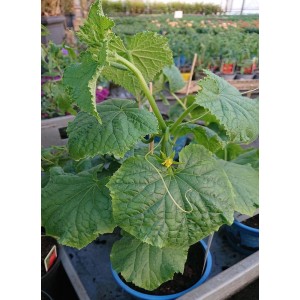 Veredelte Snackgurke Rocky F1 – Heimische Wildpflanze | Gärtnerei Hüskes