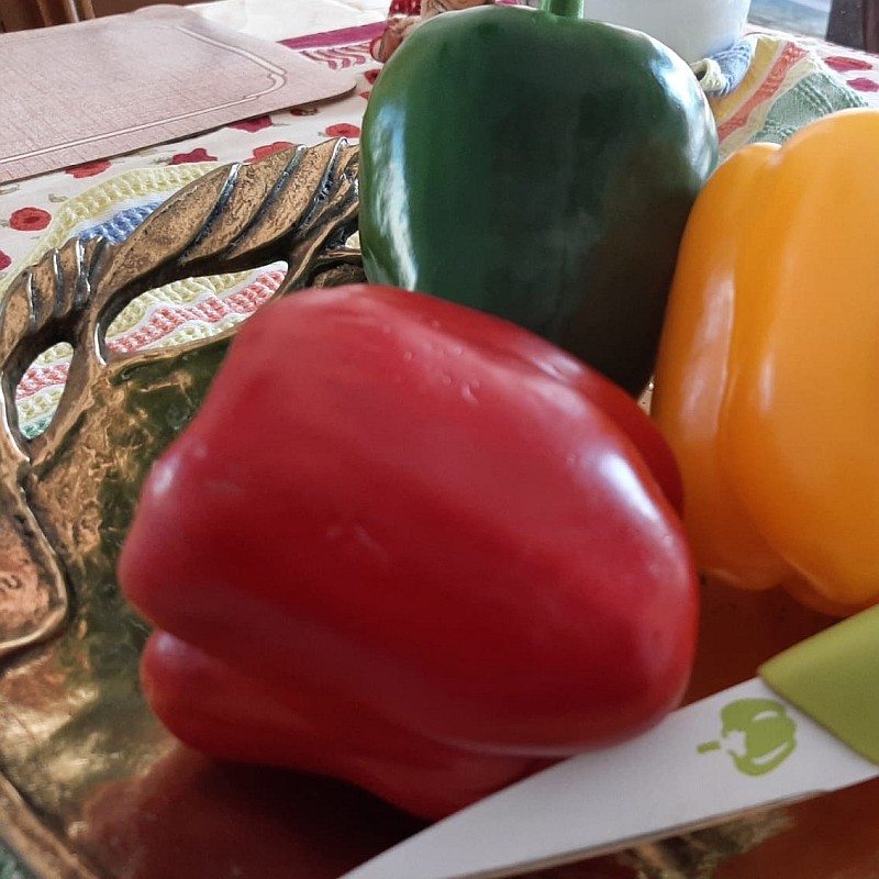 Blockpaprika Yolo Wonder – Kräuter-/Gemüsepflanze (Produktfoto)