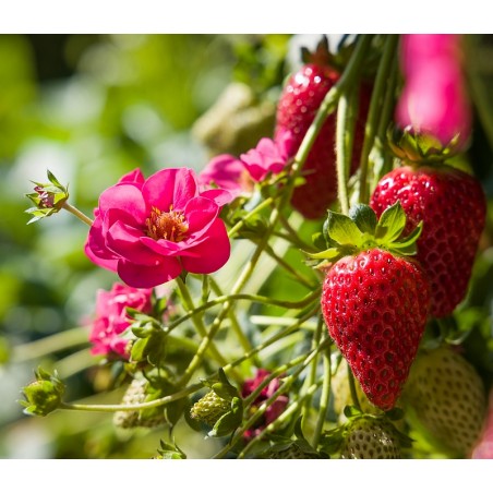 Summer Breeze „Cherry Blossom“