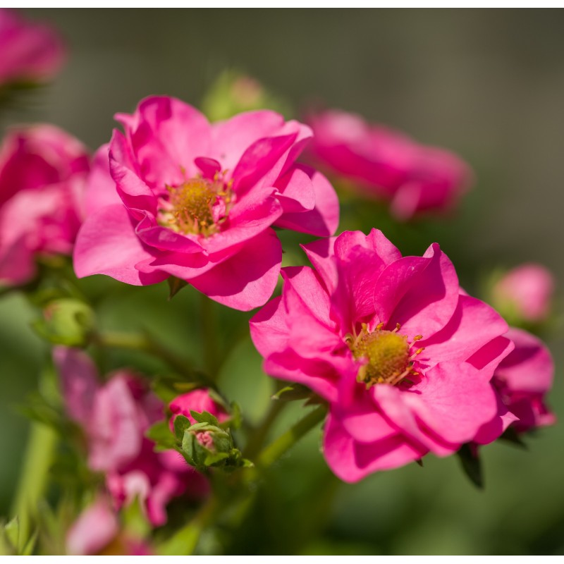 Summer Breeze „Cherry Blossom“