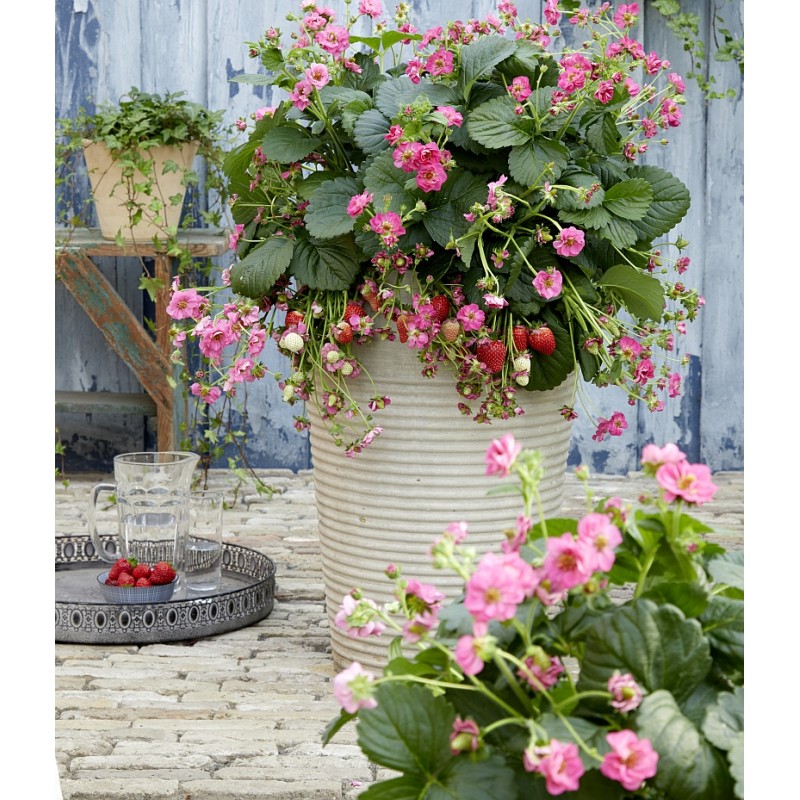 Summer Breeze „Cherry Blossom“