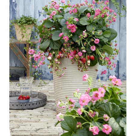 Summer Breeze „Cherry Blossom“