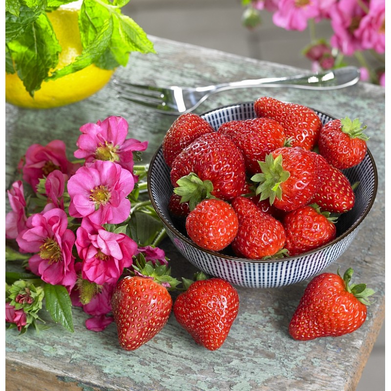 Summer Breeze „Cherry Blossom“