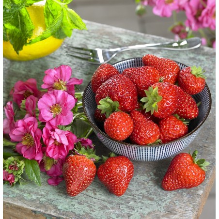 Summer Breeze „Cherry Blossom“