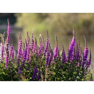Blutweiderich – Wildstaude (Produktfoto)