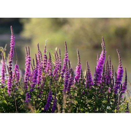 Blutweiderich – Wildstaude (Produktfoto)