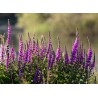 Blutweiderich – Wildstaude (Produktfoto)