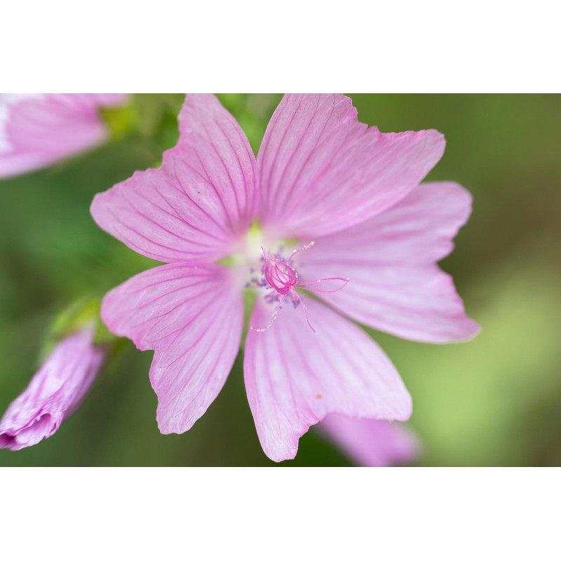 Moschus-Malve, Malva moschata