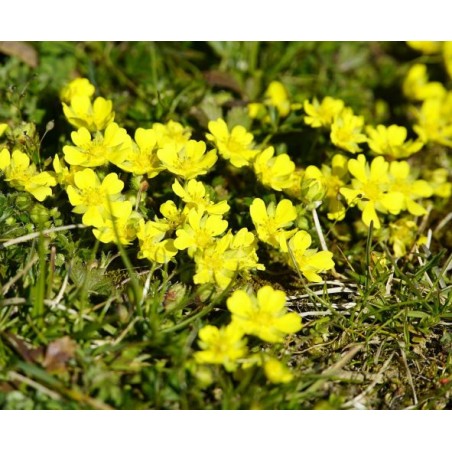Silber-Fingerkraut Potentilla argentea