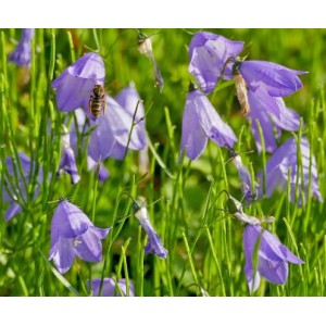 Glockenblume Rundblättrige Campanula rotundifolia