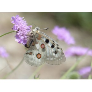 Wiesen-Witwenblume Knautia arvansis