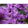 Heil-Ziest (Betonica officinalis) – Wildstaude (Produktfoto)