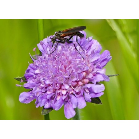 Taubenscabiose Scabiosa columbaria – Heimische Wildpflanze | Gärtnerei Hüskes