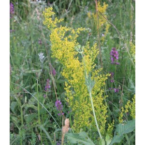 Galium vernum