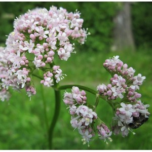 Valeriana officinalis