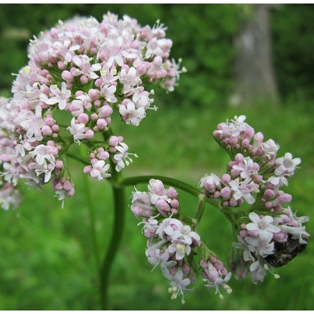 Valeriana officinalis