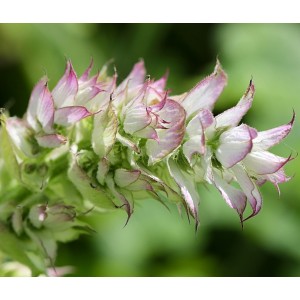 Salvia sclarea Muskatellersalbei