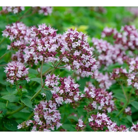 Majoran, Oreganum vulgare hirtum