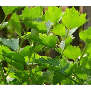 Levisticum officinale Liebstock