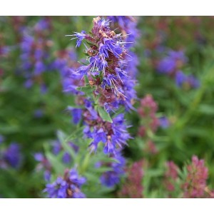 Hyssopus officinalis Ysop