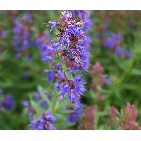 Hyssopus officinalis Ysop