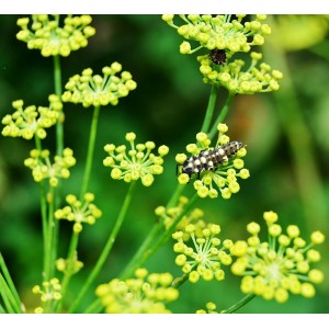 Fenchel, Foeniculum vulgare