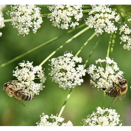 Echter Kümmel, Carum carvi