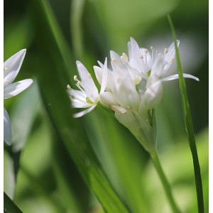 Allium tuberosum Schnittknoblauch