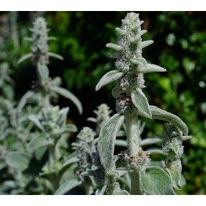 Stachys byzantina
