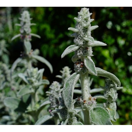 Stachys byzantina