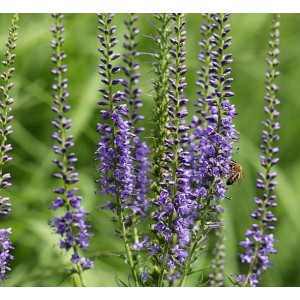 Ähriger Ehrenpreis, Veronica spicata