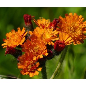 Hieracium aurantiacum